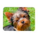Recherche de yorkshire terrier magnets Amitié