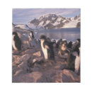 Recherche de loup blocsnotes Pingouin