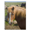 Suche nach isländisches pferd kleine notizbücher Bauernhof