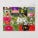 Suche nach blumen im frühling postkarten Tulpen