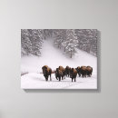 Suche nach bison leinwandbilder Natur