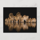 Recherche de lionne cartes postales Animal