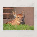 Recherche de faon cartes postales Animal