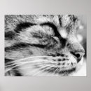 Recherche de minou noir posters Noir et blanc