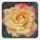 Suche nach hybrider aufkleber Rose
