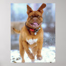 Suche nach mastiff poster Haustier