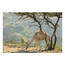 Recherche de flore posters Faune