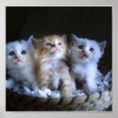 Recherche de chaton adorable posters Miauler