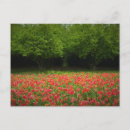 Recherche de arbre tulipe cartes postales Arbres