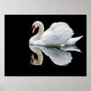 Suche nach weißer schwan poster Vogel