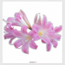 Recherche de amaryllis autocollants Fleurs