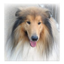 Suche nach rough collie poster Portrait
