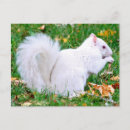 Recherche de albinos cartes postales Animal