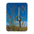 Suche nach cactus magnete Wüste