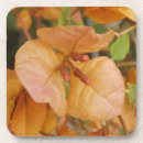 Suche nach bouganvilla Botanisch