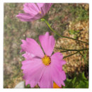 Recherche de cosmos carreaux Floral
