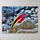 Suche nach coral reef poster Fish