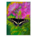 Recherche de nue cartes postales Insecte