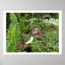 Recherche de nosy posters Faune