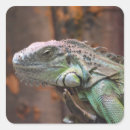 Recherche de iguane autocollants Lézard