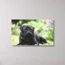 Suche nach schwarzer mops poster leinwandbilder Bob und pam langrish