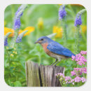 Recherche de bluebird autocollants Faune