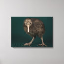 Recherche de kiwi oiseau art Oiseaux
