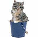 Recherche de tigre photo sculptures Chat tigré