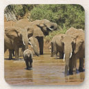 Suche nach afrikanischer elefant untersetzer Loxodonta africana