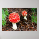 Suche nach wulstling poster Muscaria