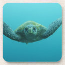 Suche nach galapagos untersetzer Reptil