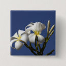 Recherche de plumeria badges Flore