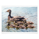Recherche de canard photographie Photographe