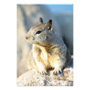 Suche nach eichhörnchen foto poster Grauhörnchen