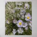 Recherche de asters posters Pour eux