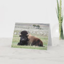 Suche nach bison karten Gelbstein