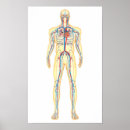 Suche nach zirkulation poster Gesundheitswesen