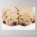 Recherche de shar pei posters Animaux