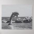 Recherche de peinture de dauphin posters Tropical
