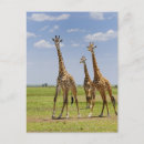 Suche nach giraffa camelopardalis Tag