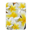 Suche nach frangipani magnete Plumeria