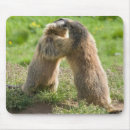 Suche nach nagetier mousepads Murmeltier