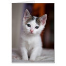 Recherche de chaton blanc cartes postales Photographie