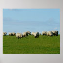 Recherche de troupeaux posters Animaux de ferme