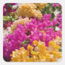 Suche nach cayman islands aufkleber Tropisch