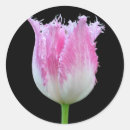 Suche nach rosa tulpen aufkleber Pflanze