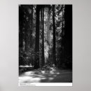 Suche nach ansel adams kunst Bäume