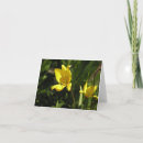 Recherche de tulipa Fleur