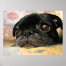 Suche nach süßer mops poster Niedlich