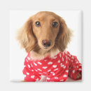 Recherche de teckel maison magnets Chiot de teckel